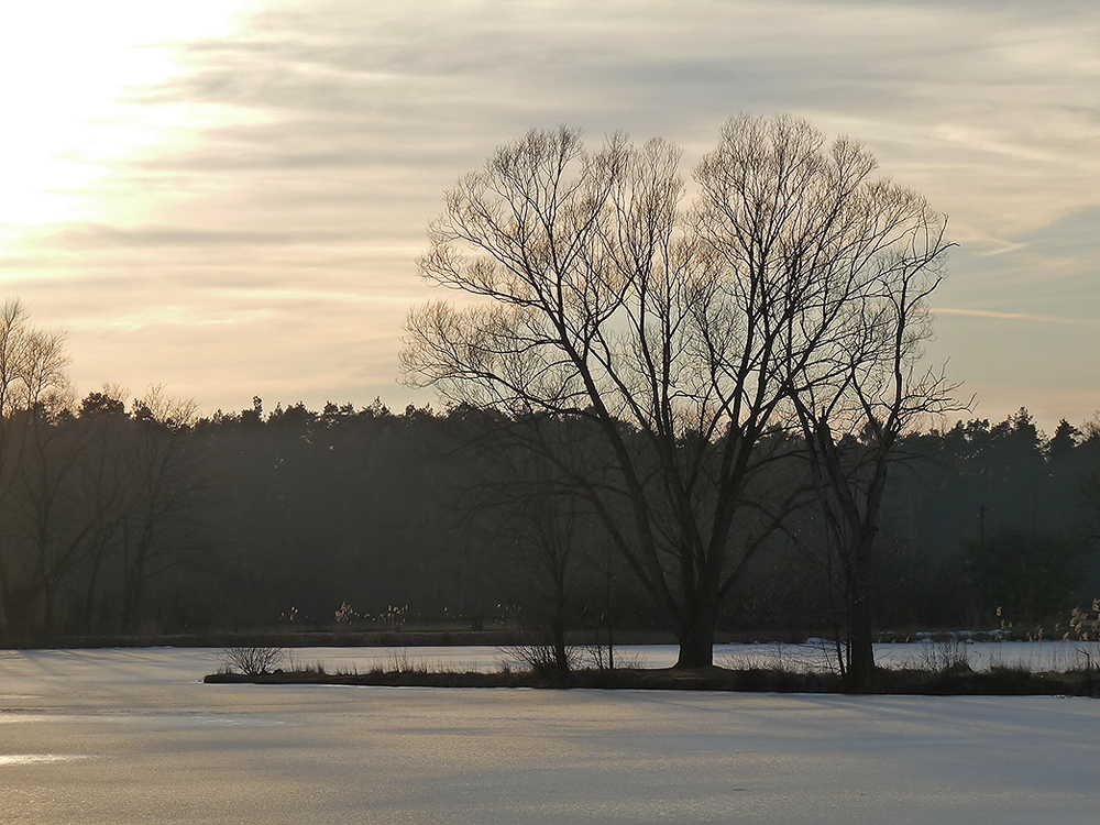 Abendstimmung in der Scherau (7)