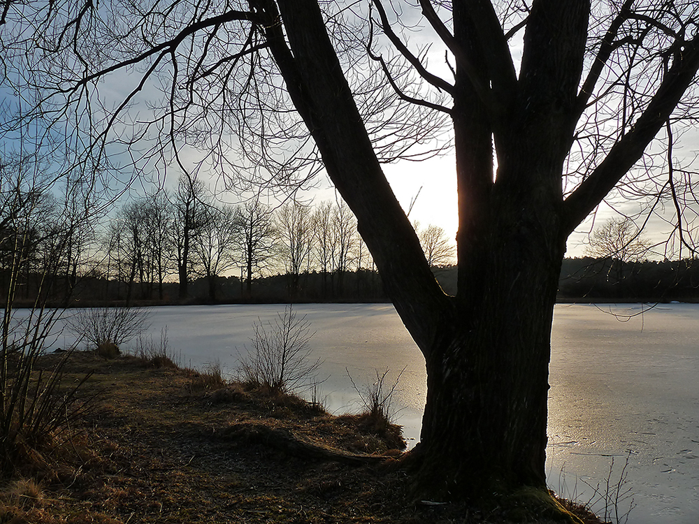 Abendstimmung in der Scherau (8)