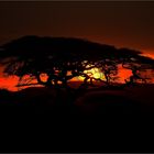 Abendstimmung in der Serengeti