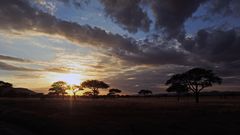 Abendstimmung in der Serengeti