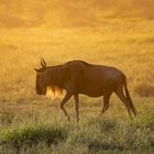 Abendstimmung in der Serengeti