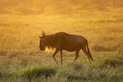 Abendstimmung in der Serengeti