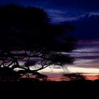 Abendstimmung in der Serengeti