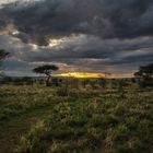 Abendstimmung in der Serengeti