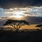 Abendstimmung in der Serengeti