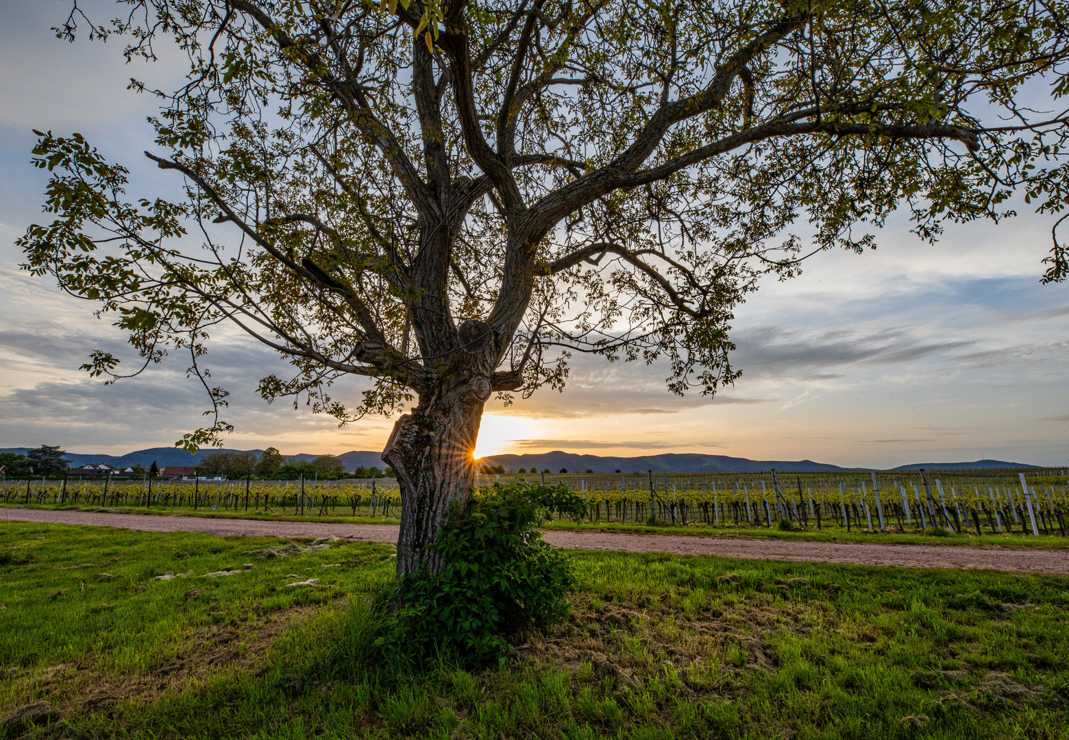 Abendstimmung in der Südpfalz