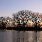 Abendstimmung in der Sürther Aue bei Rheinhochwasser