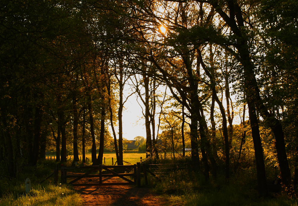 Abendstimmung in der Veluwe