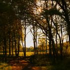 Abendstimmung in der Veluwe