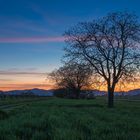 Abendstimmung in der Vorderpfalz