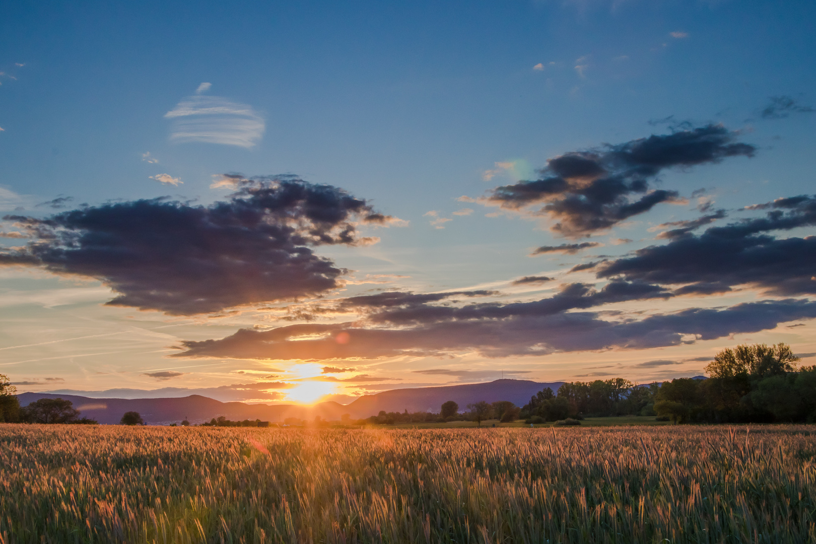 Abendstimmung in der Vorderpfalz