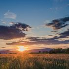 Abendstimmung in der Vorderpfalz