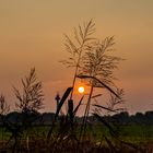 Abendstimmung in der Wesermarsch