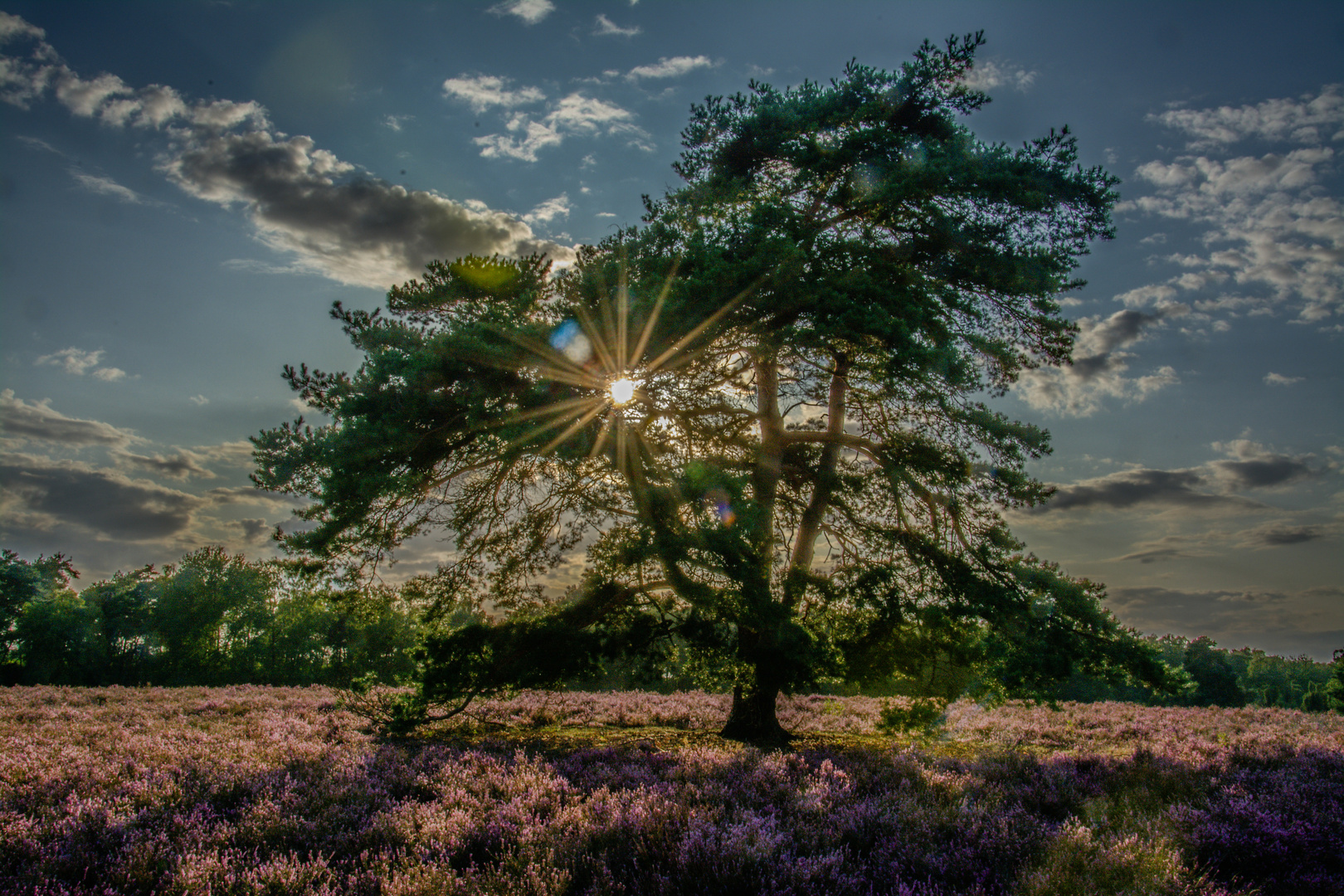 Abendstimmung in der Westruper Heide