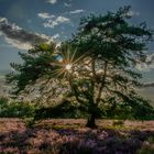 Abendstimmung in der Westruper Heide