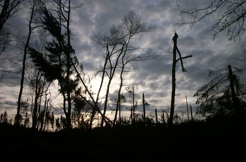 Abendstimmung in dichtem Mischwald, nach Kyrill