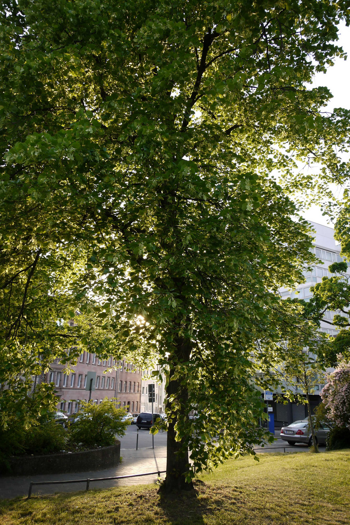 Abendstimmung in einem Park -