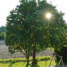 Abendstimmung in Eriskirch