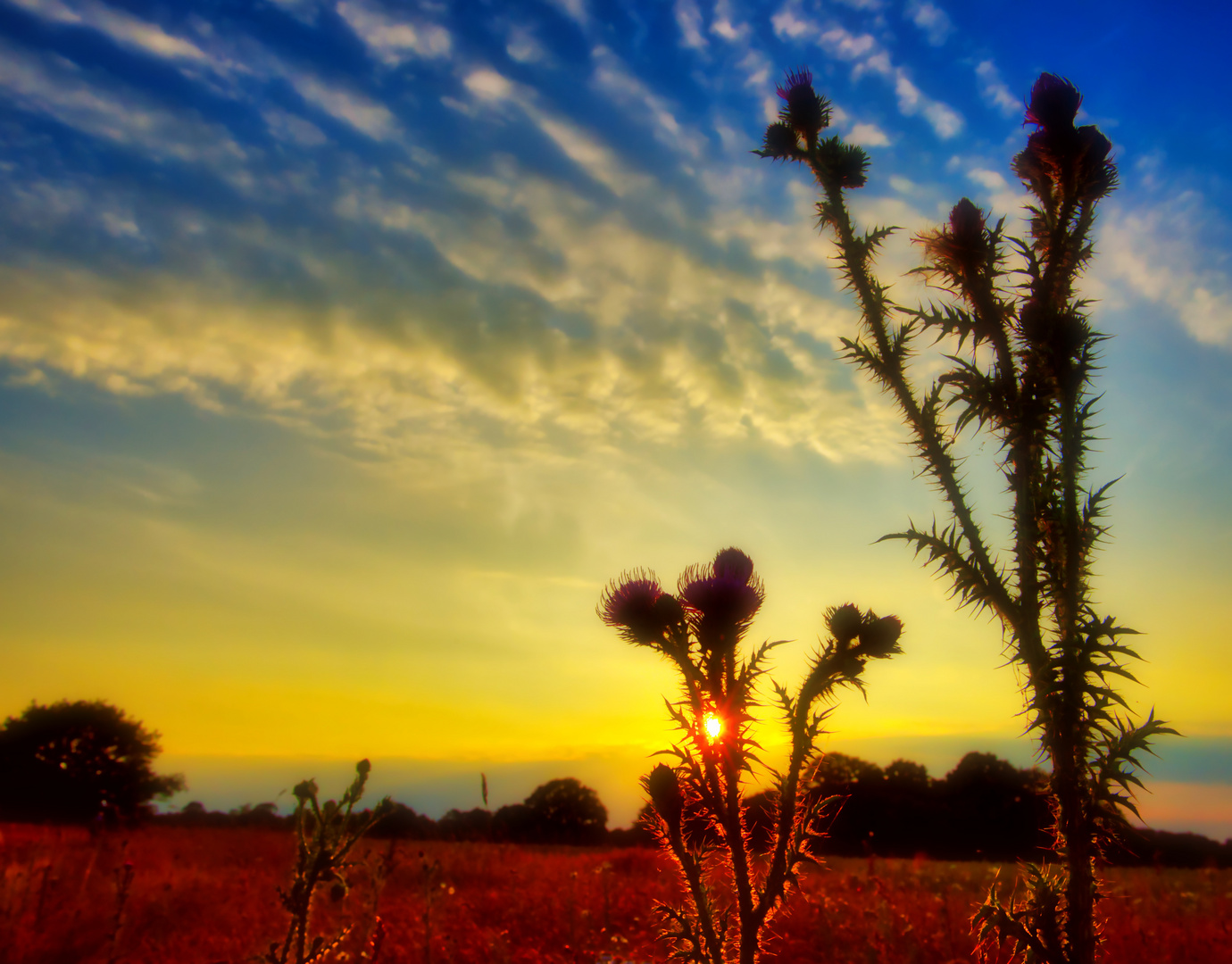 Abendstimmung in Heidelandschaft