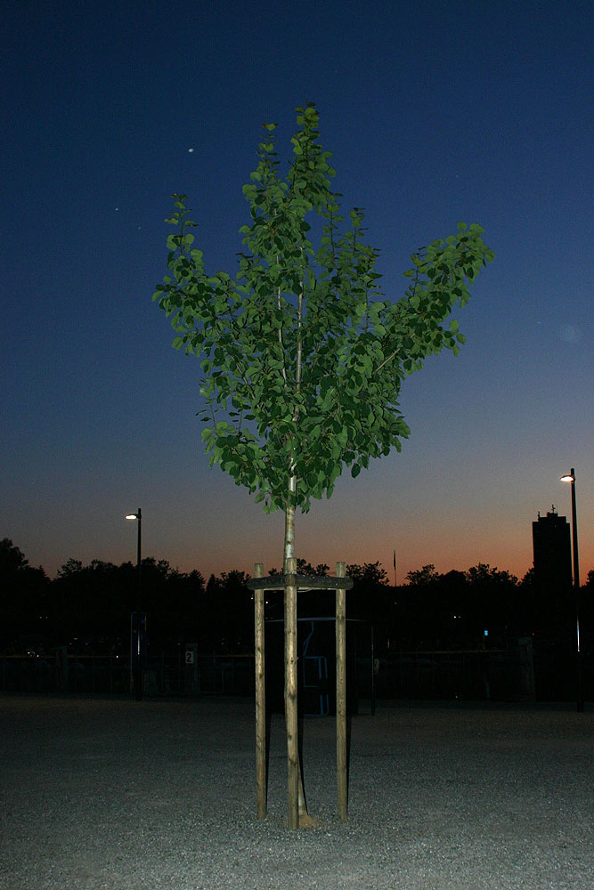 Abendstimmung in Kreuzlingen mit Baum