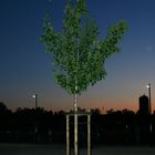 Abendstimmung in Kreuzlingen mit Baum