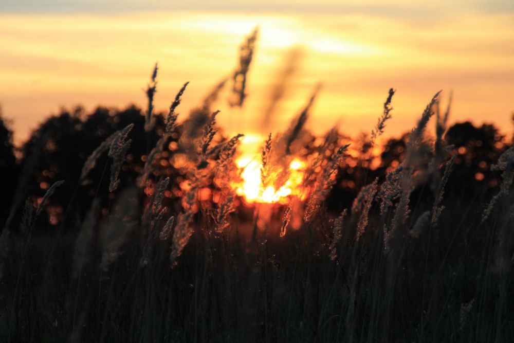 Abendstimmung in Linum