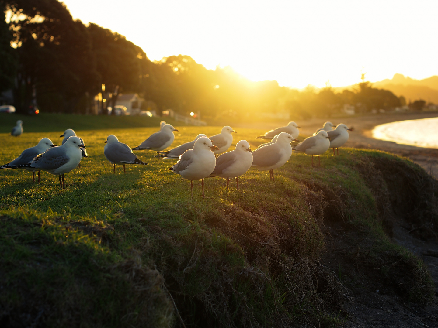 Abendstimmung in Paihia