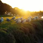 Abendstimmung in Paihia