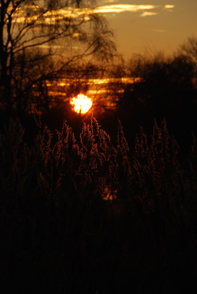 Abendstimmung in Purpur 2