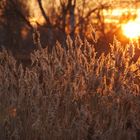 Abendstimmung in Purpur 4