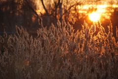 Abendstimmung in Purpur 4