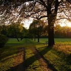 Abendstimmung in unserem Botanischen Garten