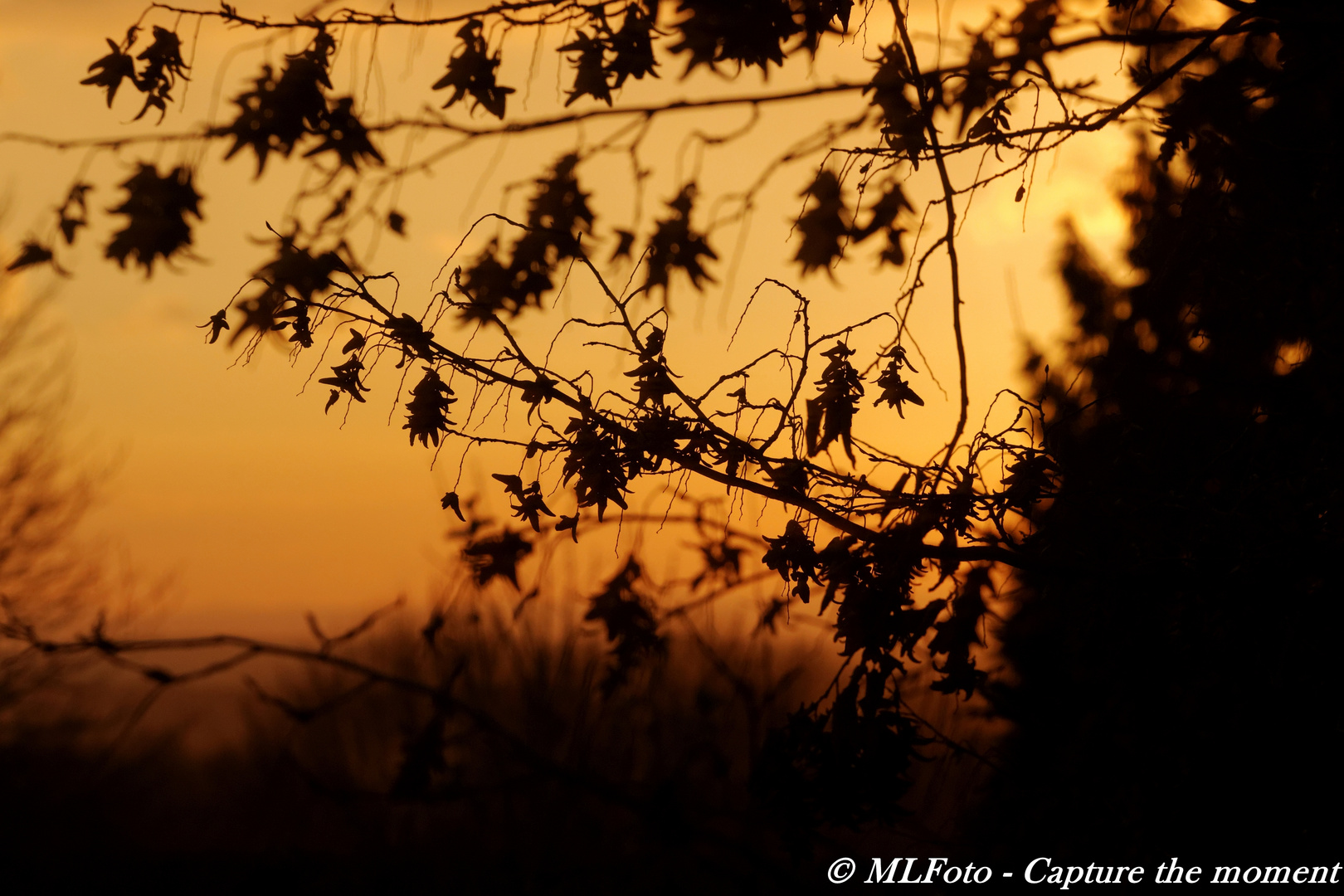 Abendstimmung in unserem Garten