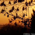 Abendstimmung in unserem Garten