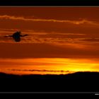 Abendstimmung (Löffler im Flug) • Insel Texel, Nord-Holland, Niederlande (88-21486)