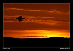 Abendstimmung (Löffler im Flug) • Insel Texel, Nord-Holland, Niederlande (88-21486)