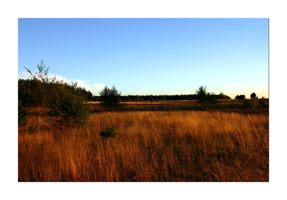 Abendstimmung - Lüneburger Heide