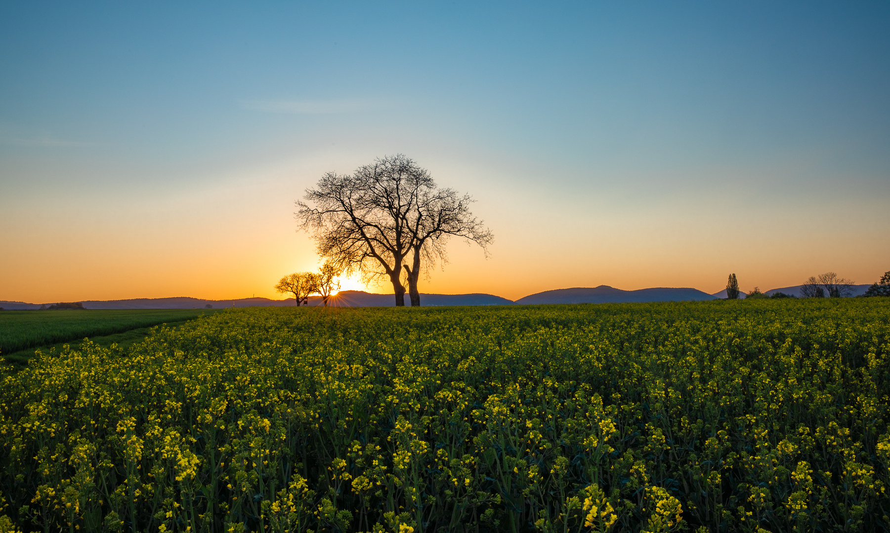 Abendstimmung meets Rapsfeld