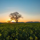 Abendstimmung meets Rapsfeld