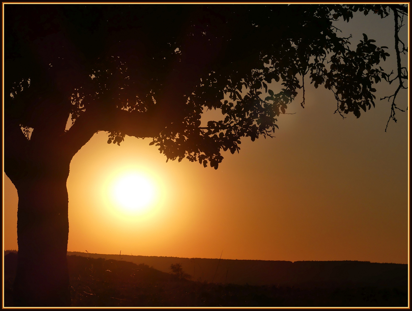 Abendstimmung mit Apfelbaum