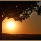 Abendstimmung mit Apfelbaum