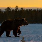 Abendstimmung mit Bär