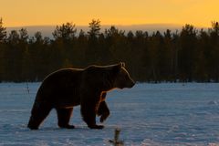 Abendstimmung mit Bär