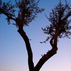Abendstimmung mit Baum am Gardasee