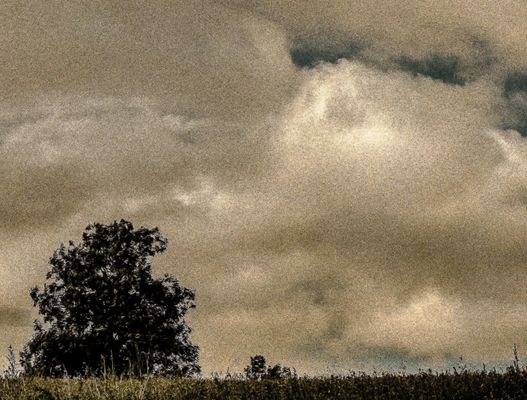 abendstimmung mit baum und wolken
