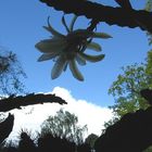 Abendstimmung mit Blüte