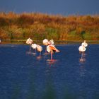 Abendstimmung mit den Flamingos der Camargue