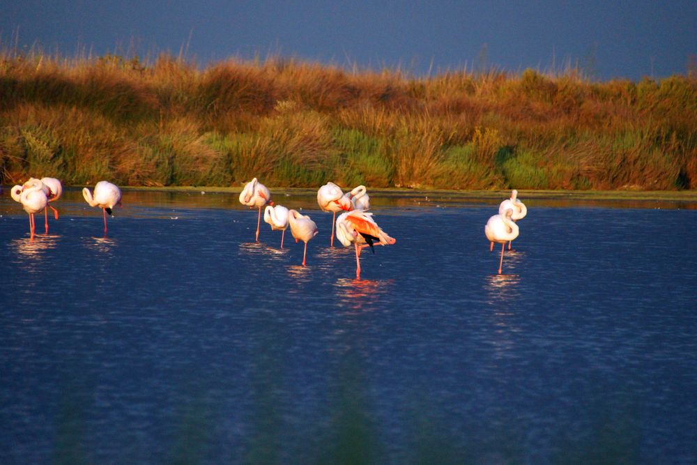 Abendstimmung mit den Flamingos der Camargue