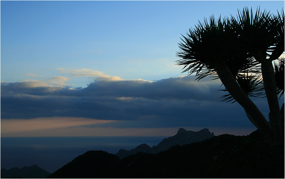 Abendstimmung mit Drachenbaum