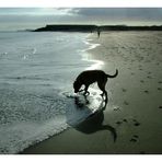 Abendstimmung mit Emma am Strand